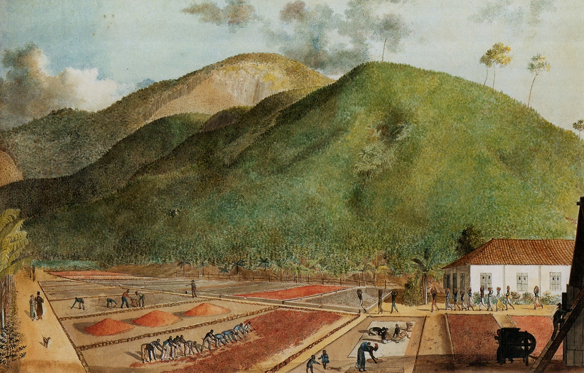 Histoire du Bourbon Pointu